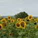 Sunflowers next to the Farm Shop by susiemc