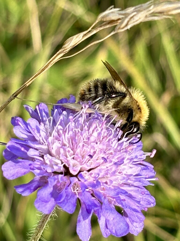 Buzzy bee by lizgooster