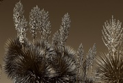 27th Aug 2024 - yucca blooms