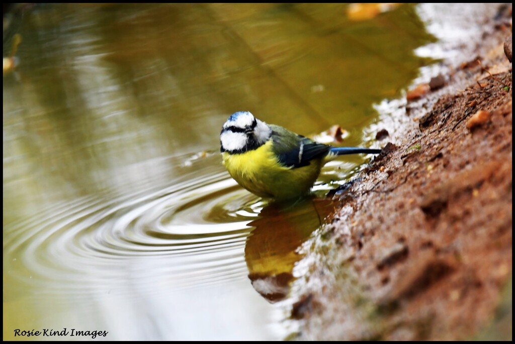 Paddling blue tit by rosiekind