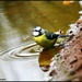 Paddling blue tit by rosiekind