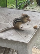 27th Aug 2024 - Peanut Time!