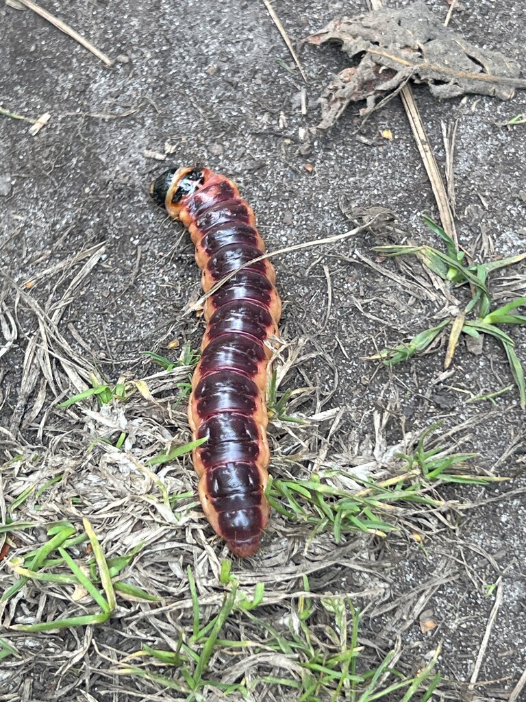 Goat Moth Caterpillar by mattjcuk