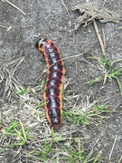 27th Aug 2024 - Goat Moth Caterpillar