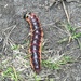 Goat Moth Caterpillar by mattjcuk