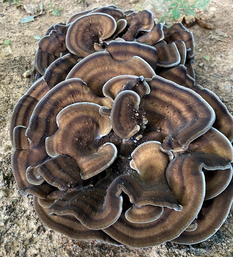 IMG_8609 Black-staining Polypore by rontu