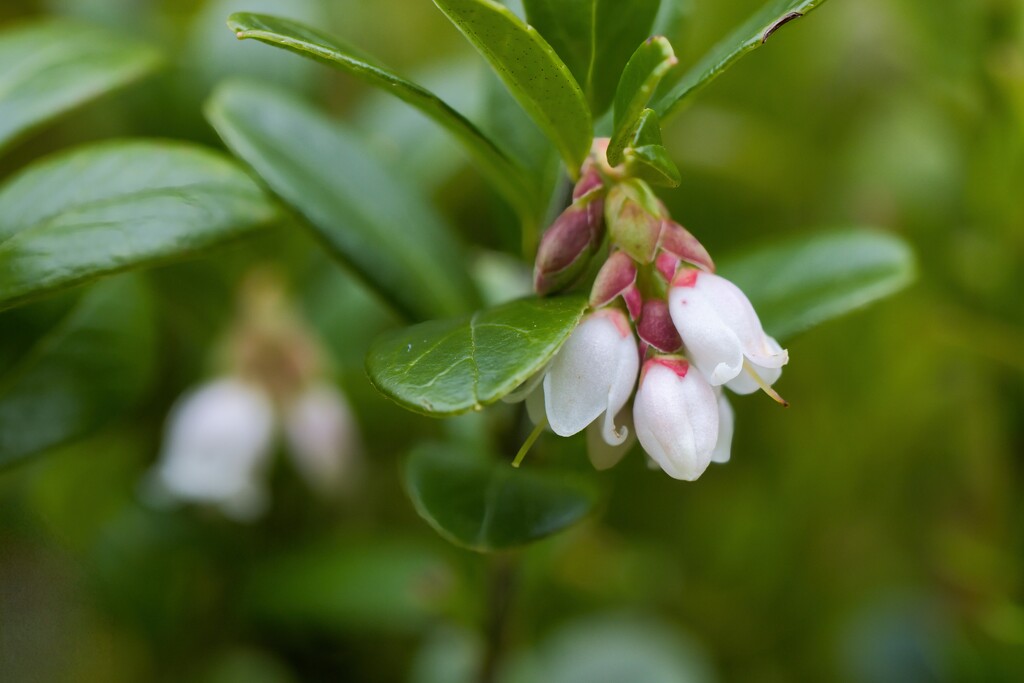 Lingonberry flower by okvalle