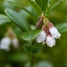 Lingonberry flower by okvalle