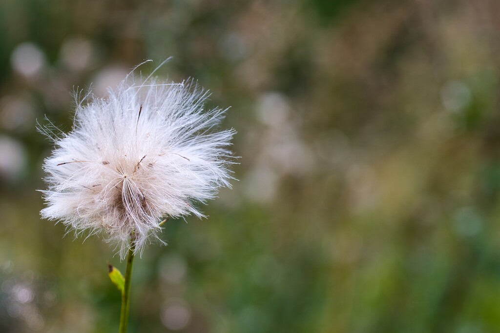 Creeping thistle by okvalle