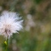 Creeping thistle