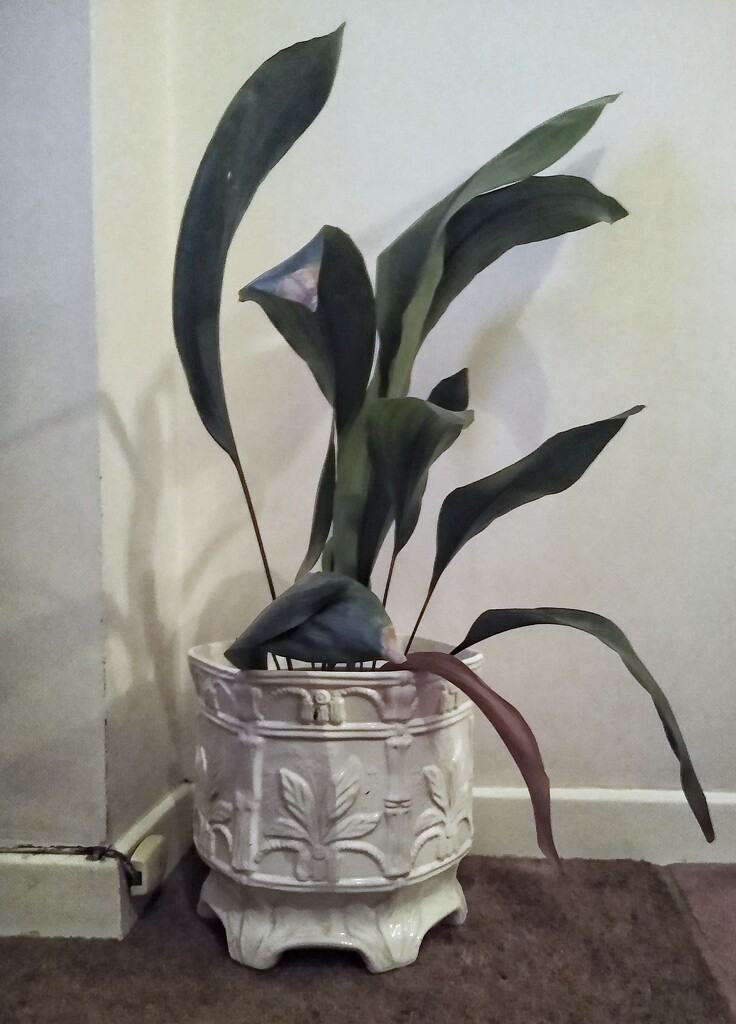 Keep the Aspidistra Flying (or Alive)! by thedarkroom