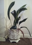 27th Aug 2024 - Keep the Aspidistra Flying (or Alive)!