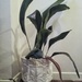 Keep the Aspidistra Flying (or Alive)! by thedarkroom