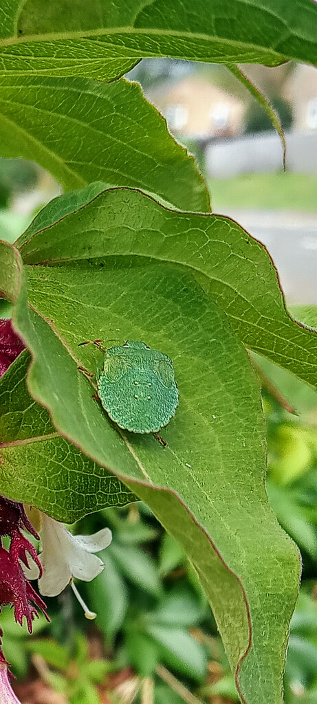 Green Shield Bug  by 365projectorgjoworboys