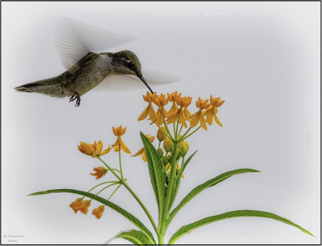 Hummer on Butterfly Weed by bluemoon