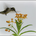 Hummer on Butterfly Weed by bluemoon