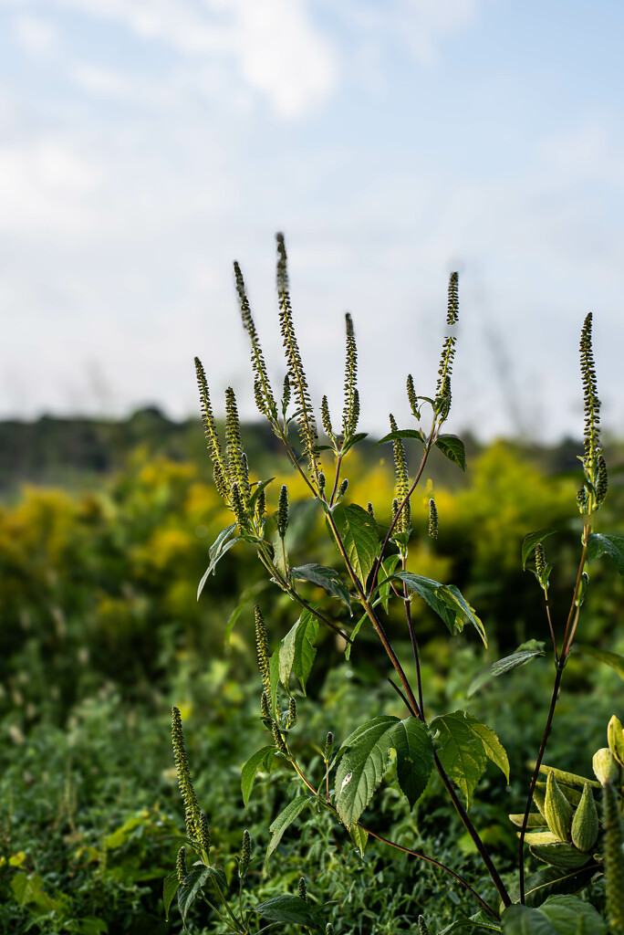 Giant Ragweed by darchibald