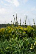 27th Aug 2024 - Giant Ragweed