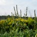 Giant Ragweed by darchibald