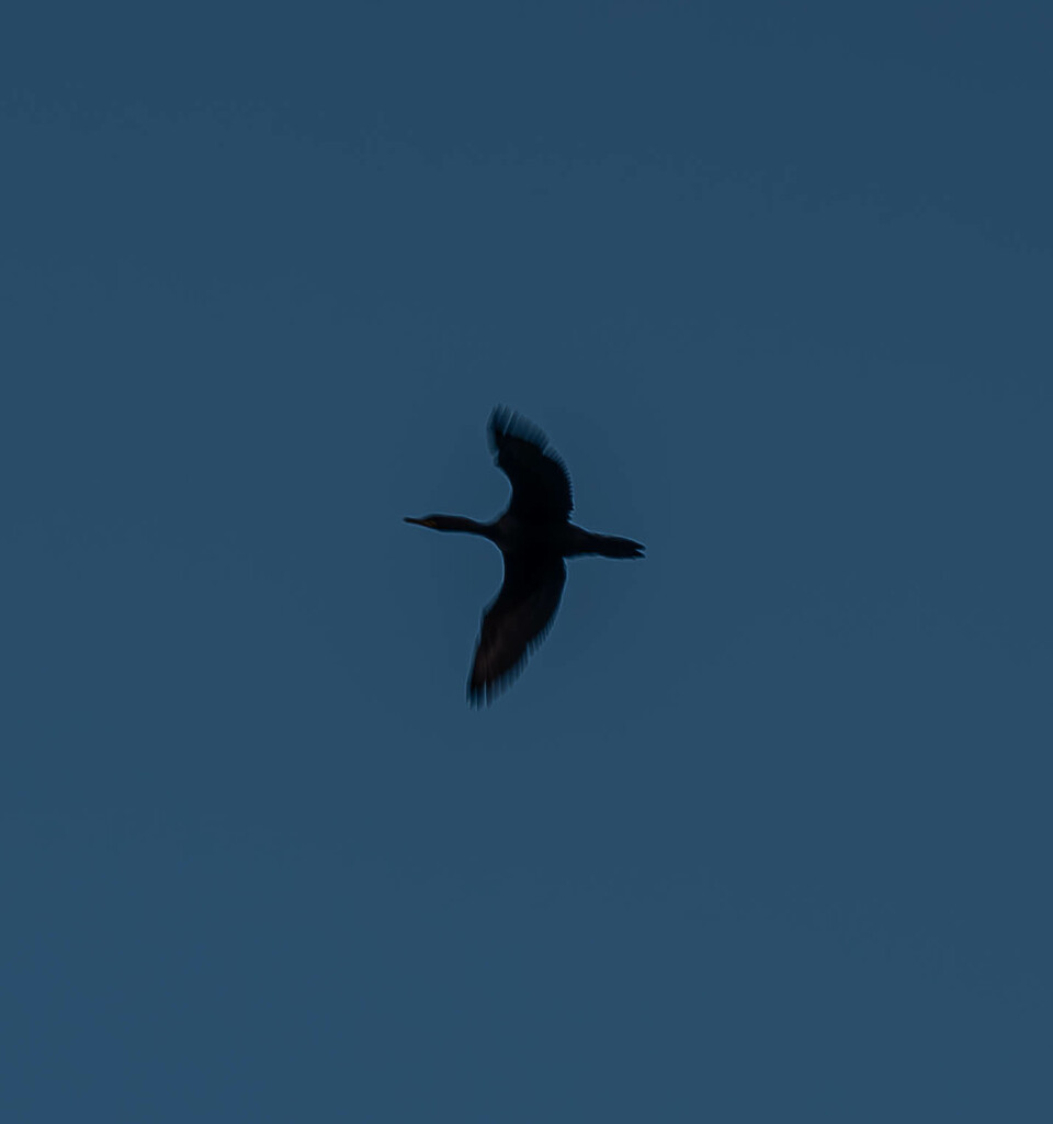 Cormorant on Blue by darchibald