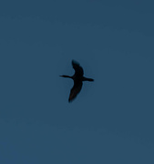 27th Aug 2024 - Cormorant on Blue