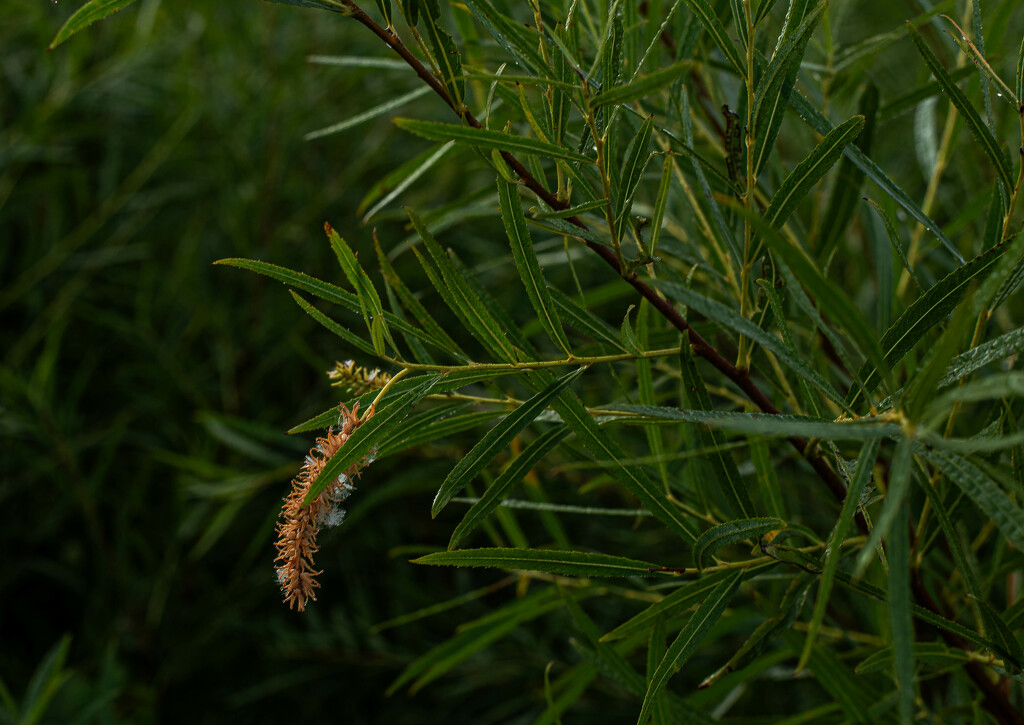 Sandbar Willow by darchibald