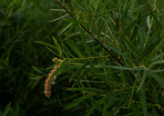 27th Aug 2024 - Sandbar Willow