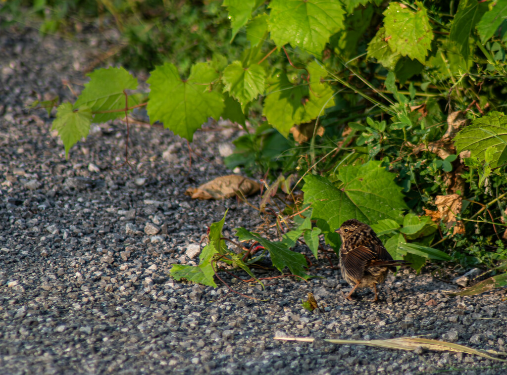 Little Brown Bird by darchibald