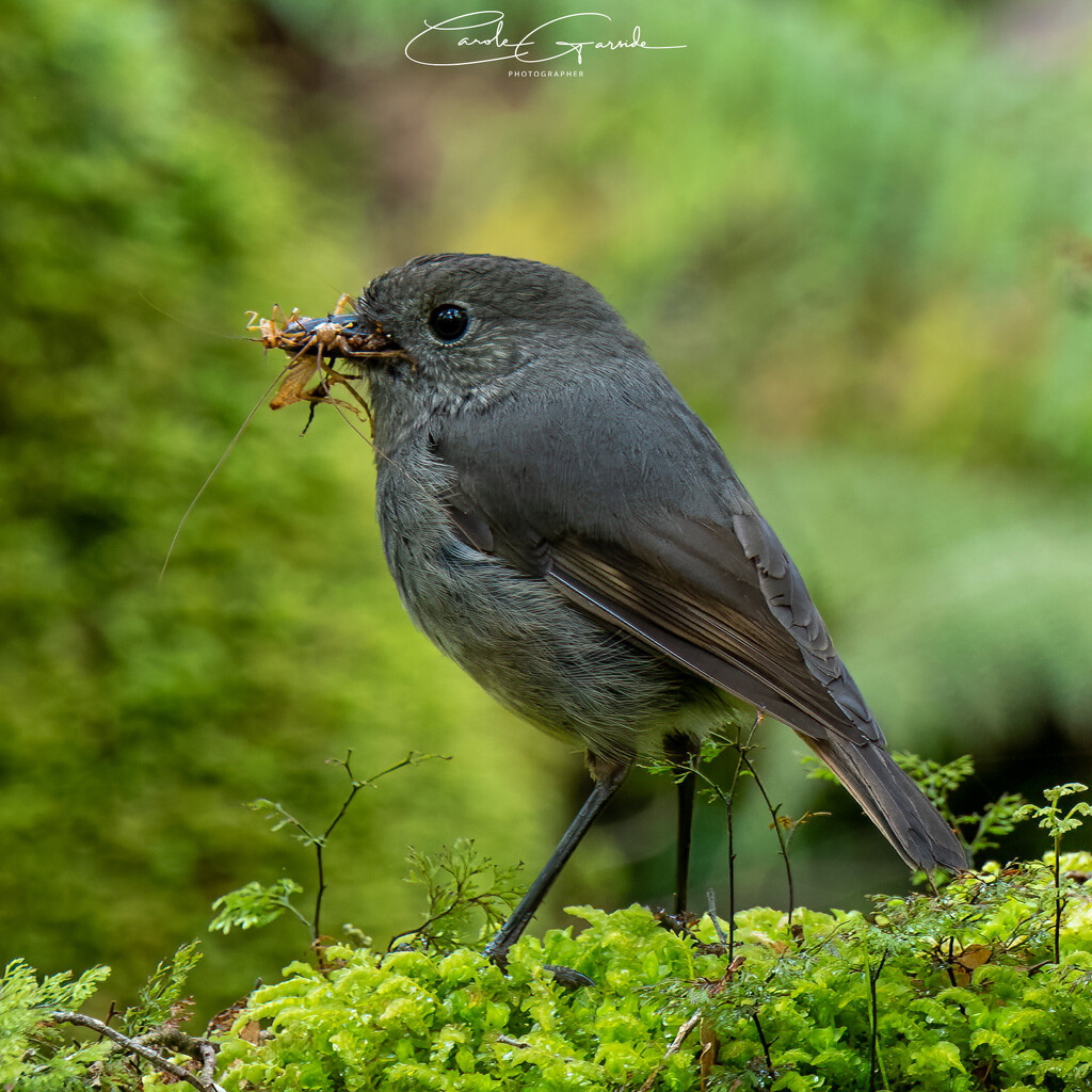 Kakaruai with Weta  by yorkshirekiwi