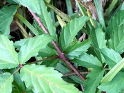 27th Aug 2024 - Acanaceous Wild Blackberries