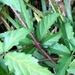 Acanaceous Wild Blackberries