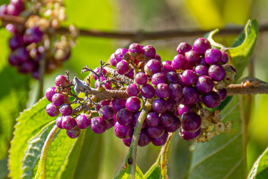 Beautyberry berries... by thewatersphotos