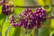 23rd Aug 2024 - Beautyberry berries...