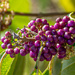 Beautyberry berries... by thewatersphotos