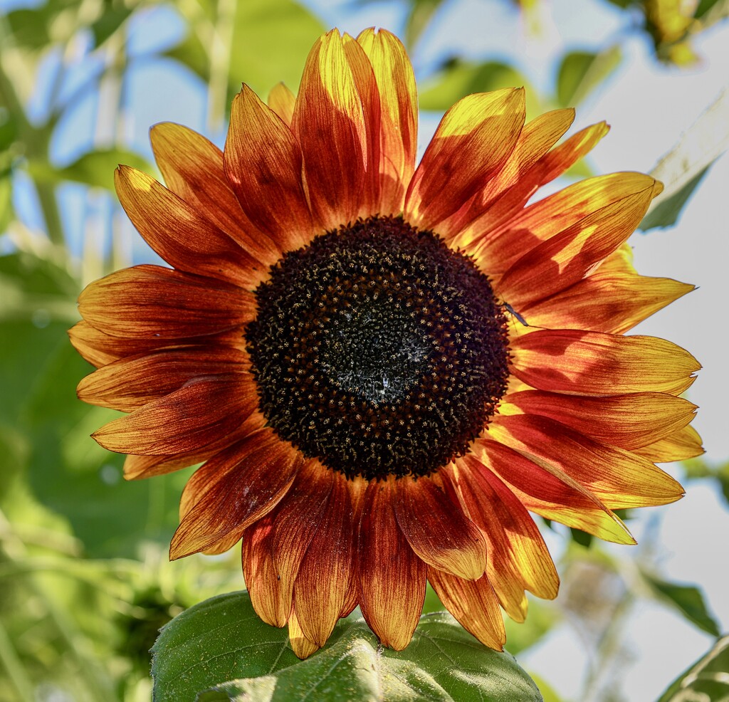 Backlit Beauty by corinnec