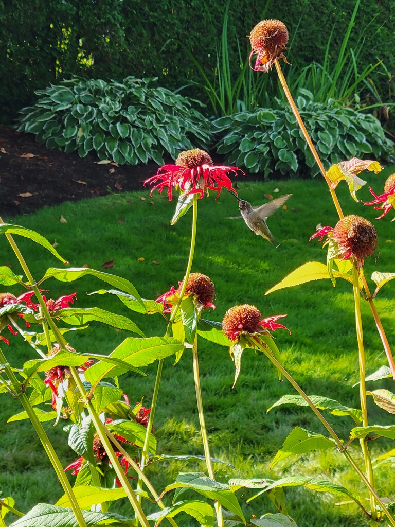 End of the Bee Balm by kimmer50