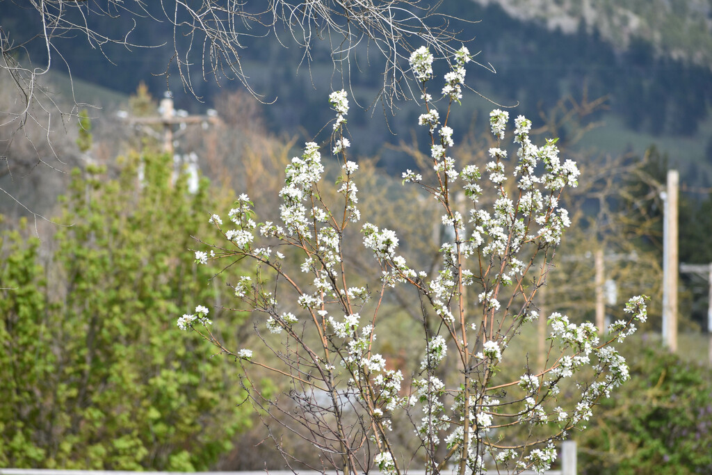 Flowering Crabapple Tree by bjywamer