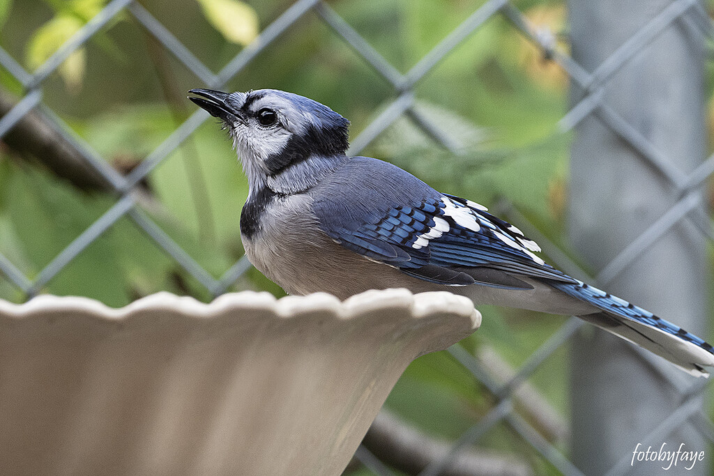 Blue Jay at the bird bath by fayefaye