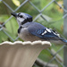 Blue Jay at the bird bath by fayefaye