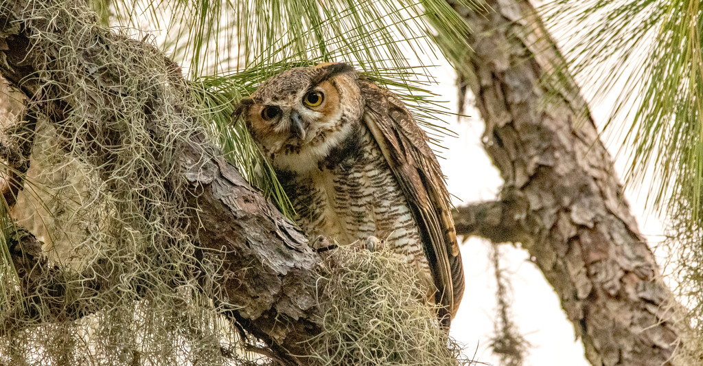 Great Horned Owl Giving Me the Look! by rickster549