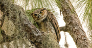 27th Aug 2024 - Great Horned Owl Giving Me the Look!