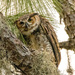 Great Horned Owl Giving Me the Look! by rickster549