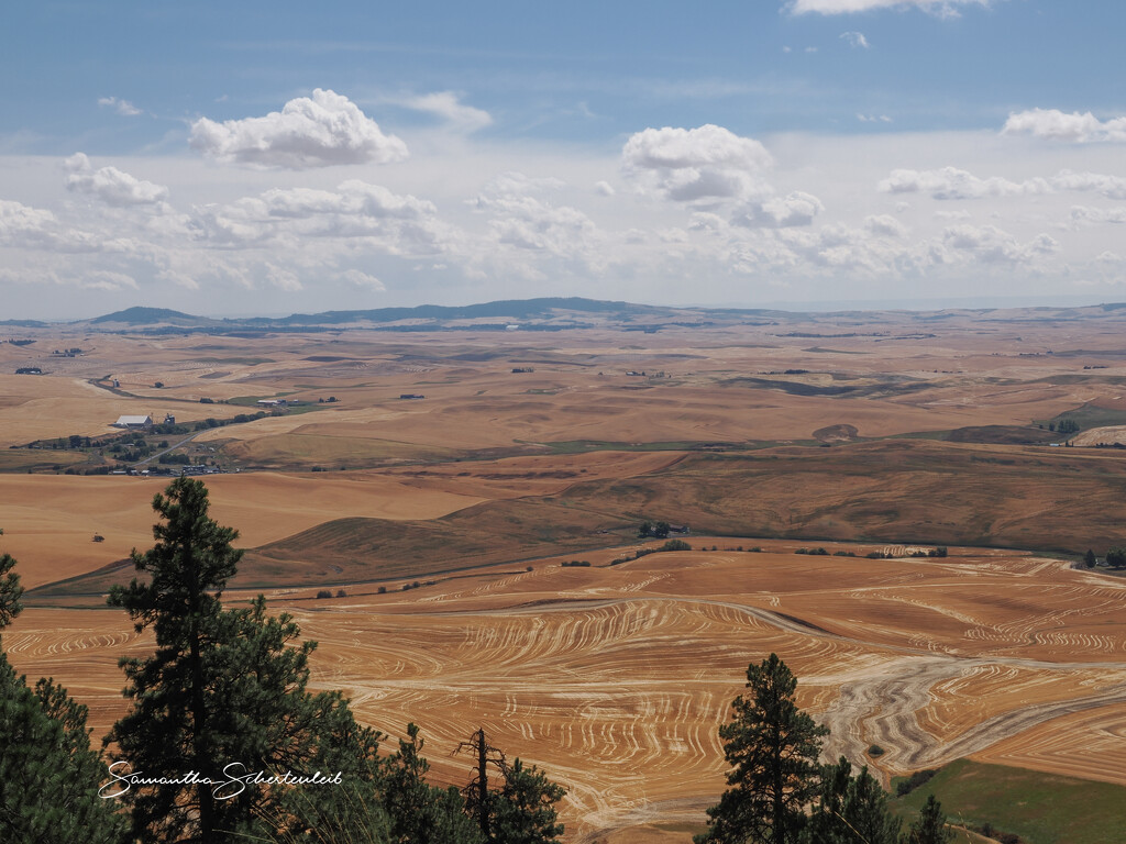 Golden Harvest by sschertenleib