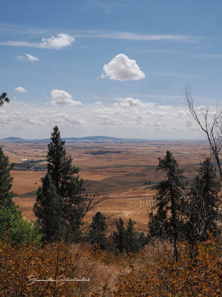 Signs of fall  by sschertenleib