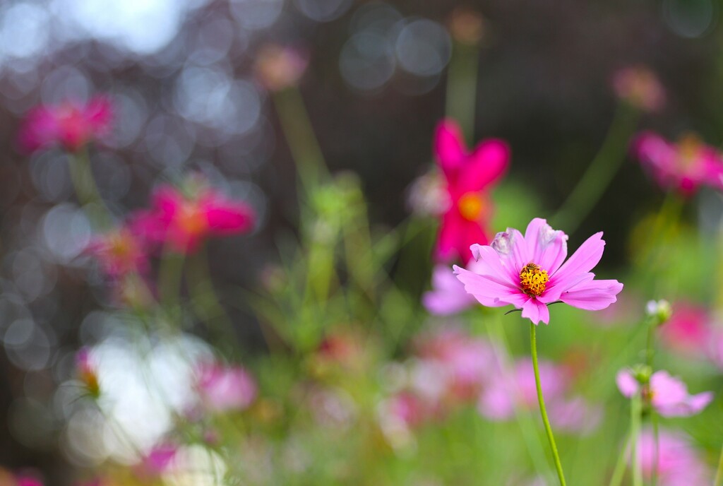 Summer Cosmos by lynnz