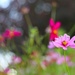 Summer Cosmos