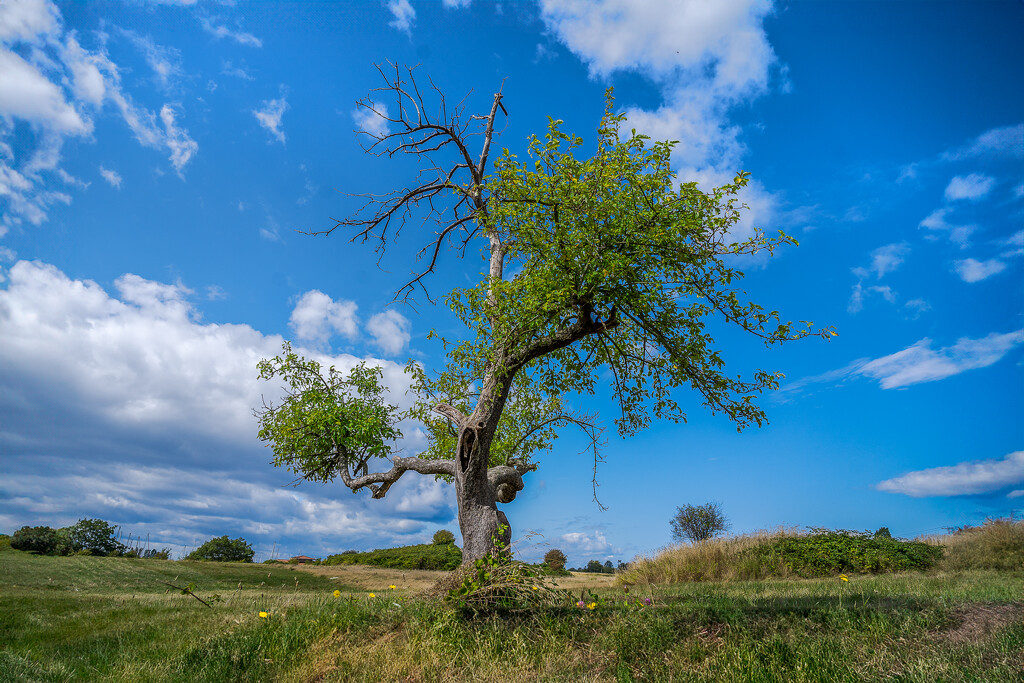 Apple Tree by cdcook48