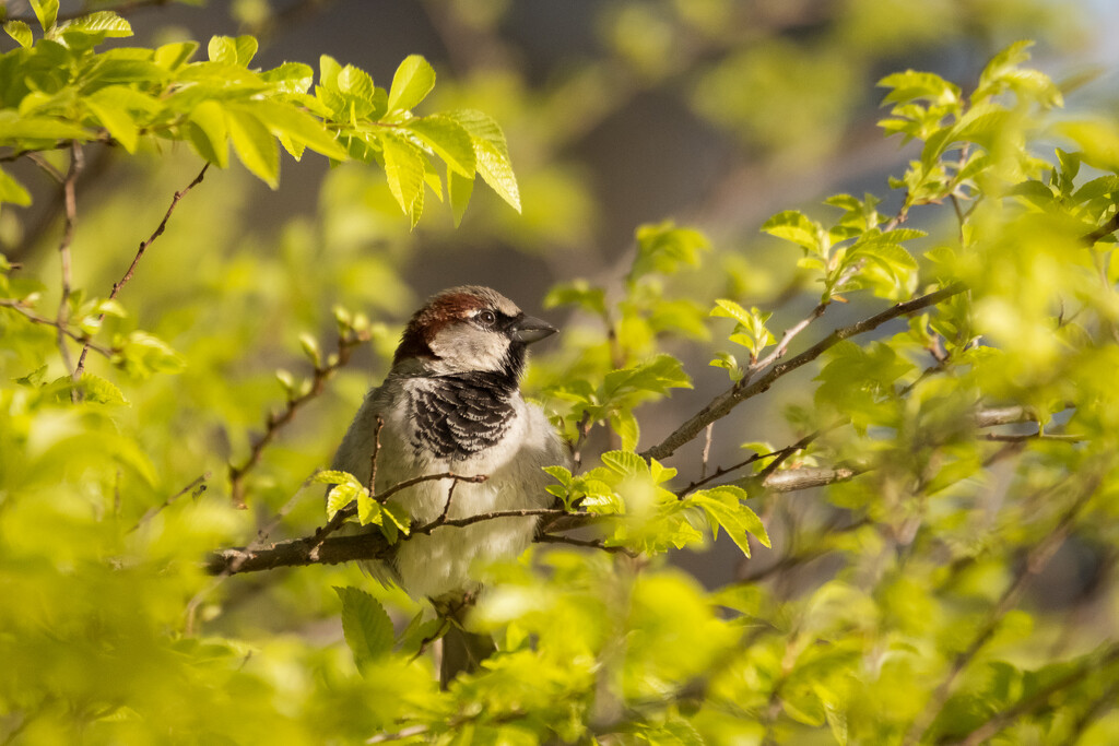 Sunlit Sparrow by helenw2