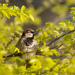 Sunlit Sparrow by helenw2