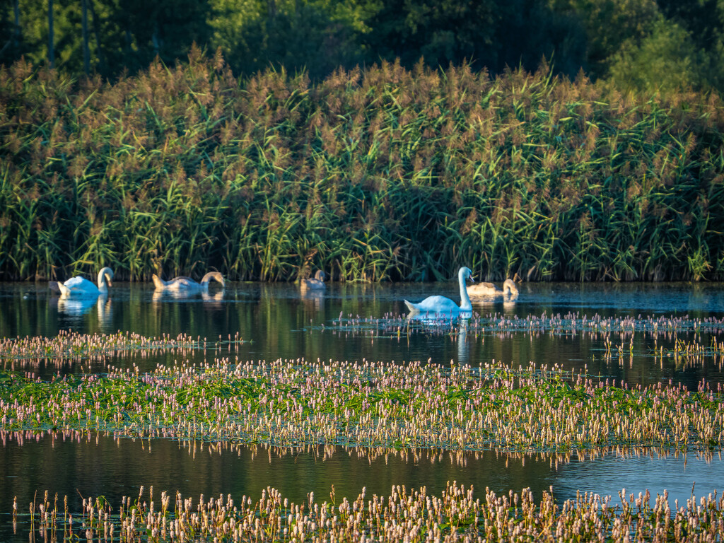 The fish pond by haskar